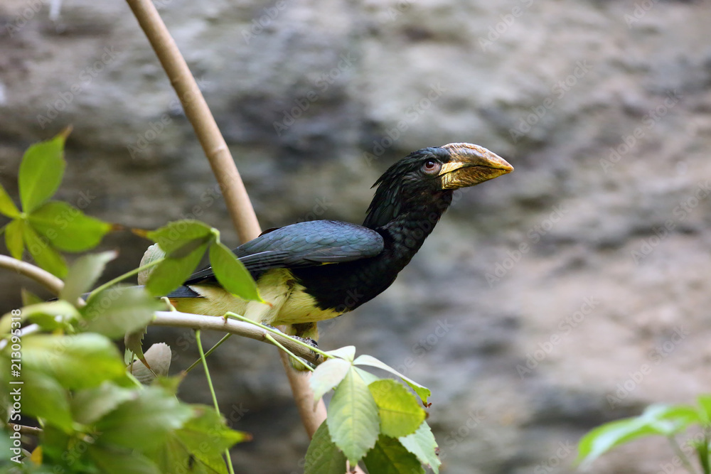 Fototapeta premium The piping hornbill (Bycanistes fistulator) sitting in the jungle.