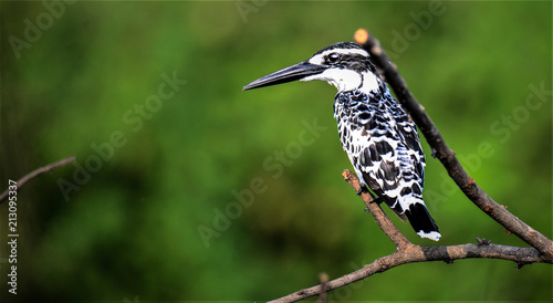 The pied kingfisher (Ceryle rudis) is a water kingfisher and is found widely distributed across Africa and Asia. photo
