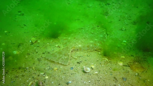 Fish of the Black Sea. European flounder (Platichthys flesus) photo