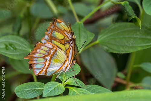 Malachitfalter - Metamorpha stelenes photo