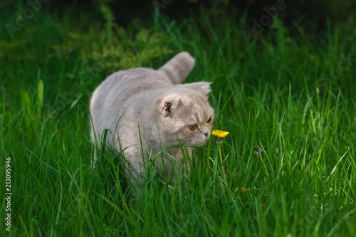 Scottish fold cat on the green grass and yellow flower