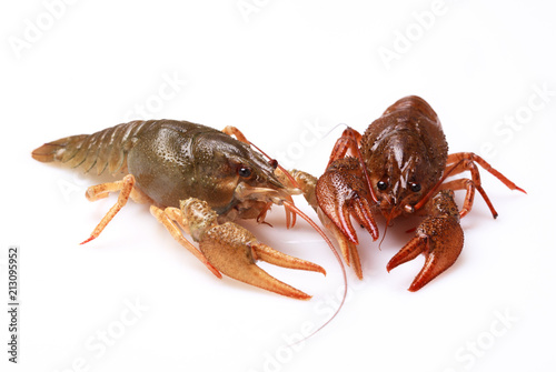Two alive crayfishes on a white background  selective focus