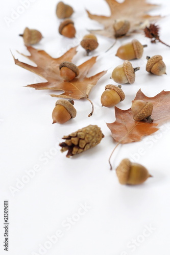 autumn composition. autumn leaves and acorns on a white background close-up. minimal concept.flat lay. top view. copy space
