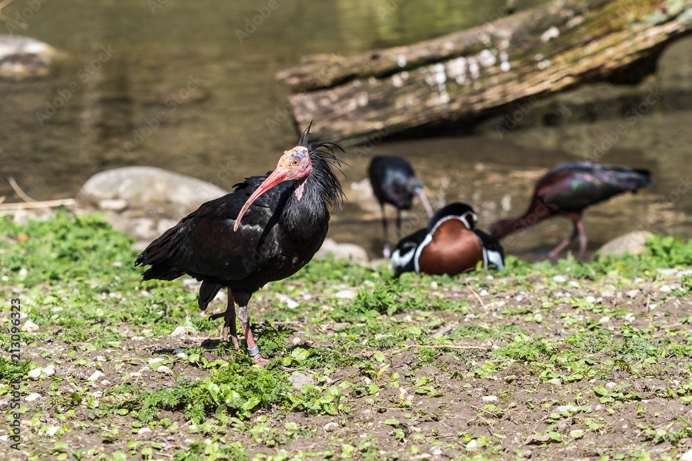 Waldrapp - Geronticus eremita Waldrapp - Geronticus eremita