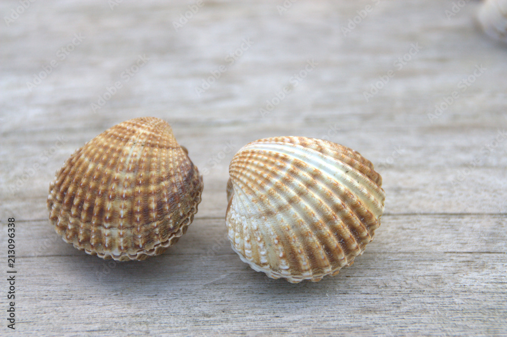 coque,coquillage de mer sur fond bois,décoration