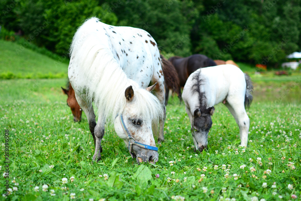 Two mini horses Falabella, mare and foal, graze on meadow in summer, selective focus Two mini horses Falabella, mare and foal, graze on meadow in summer, selective focus