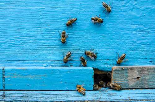 Bees with honey at the entrance to the hive