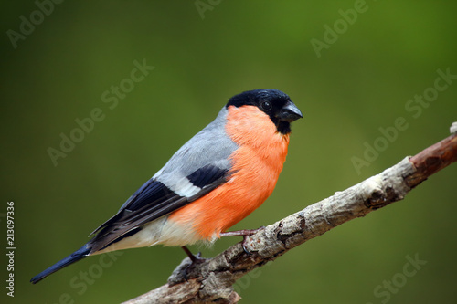 Photo The bullfinch, common bullfinch or Eurasian bullfinch ( Pyrrhula pyrrhula) sitting on the branch with green background