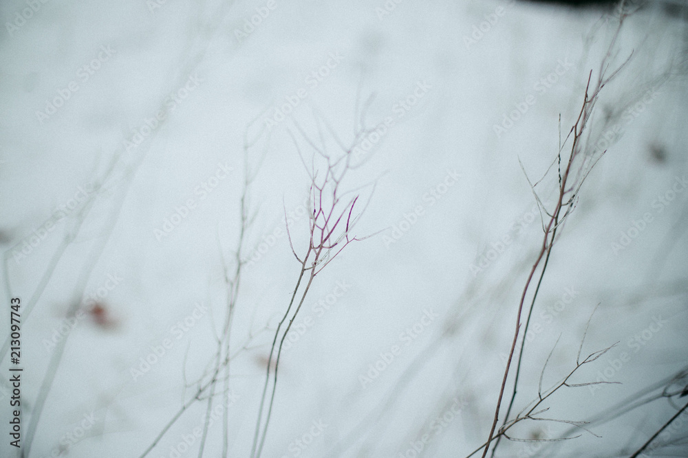 Winter twigs Winter twigs