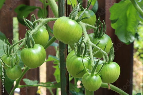 Grüne Tomaten am Strauch