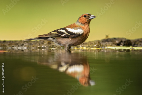 Common Chaffinch - Fringilla coelebs, beautiful colored perching bird from Old World forests. © David