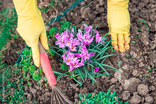 Hands of gardener hoeing and weeding crocuses in flower bed