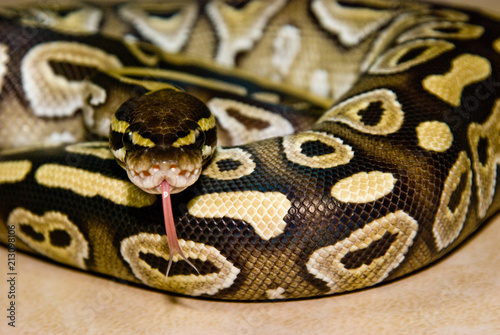 Mojave Ball Python photo