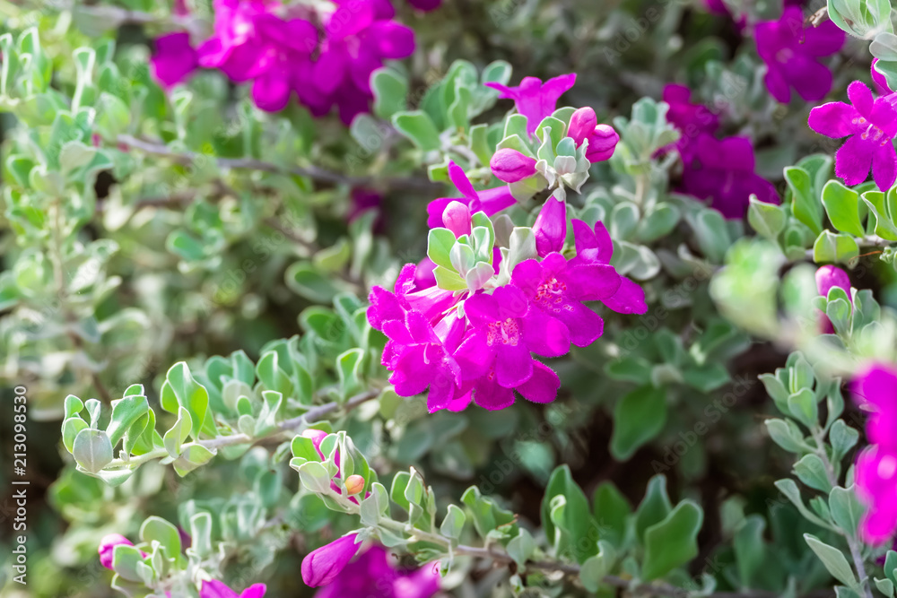 Flower Bush (Barometer Brush) Flower Bush (Barometer Brush)