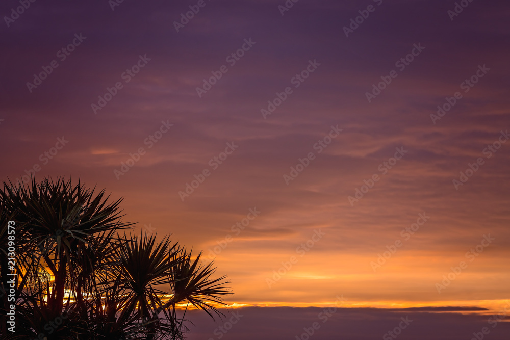 Cabbage tree and sunset sky