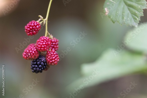 blackberry fruit in garden. blackberries isolated. berries close up 