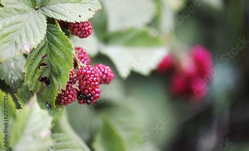 blackberry fruit in garden. blackberries isolated. berries close up 