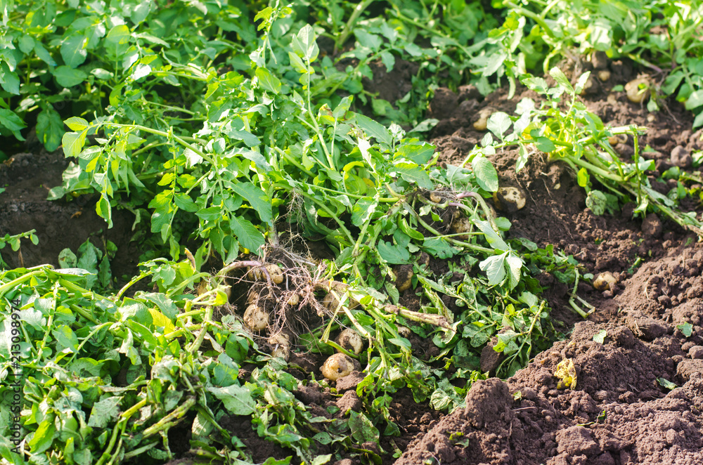 fresh young yellow potatoes in the field close-up, agriculture, farming, seasonal work, vegetables, environmentally friendly product, good harvest. fresh young yellow potatoes in the field close-up, agriculture, farming, seasonal work, vegetables, environmentally friendly product, good harvest.