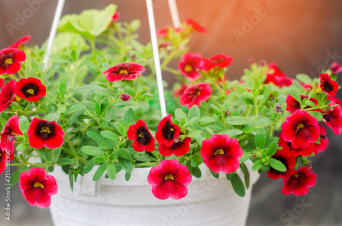 pot with red petunyami, beautiful spring and summer flowers for the house, garden, balcony or lawn, natural wallpaper