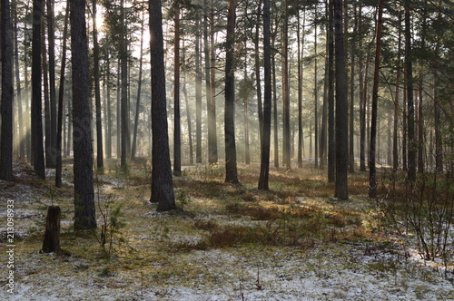 Fototapeta Naklejka Na Ścianę i Meble -  first snow in forest