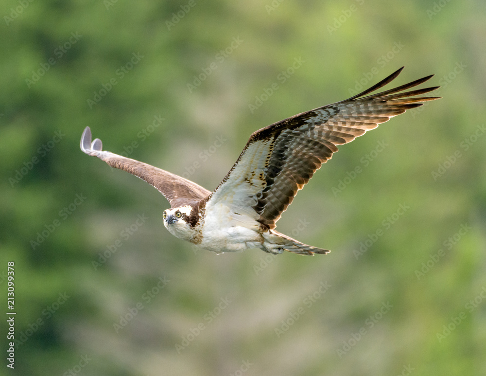 Fototapeta premium Osprey flying past looking at camera. Pitt Lank, B.C.