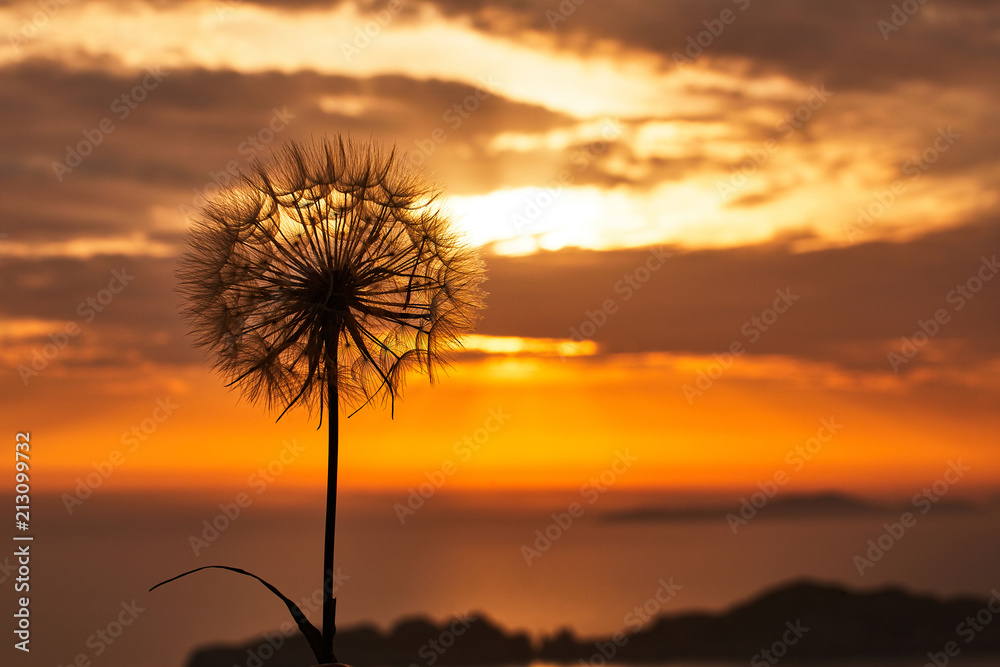 Dandelion flower on sunset background