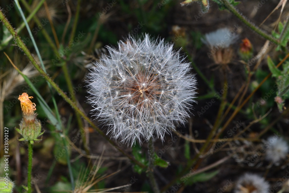 dandelion, flower, nature, plant, green, grass, summer, seed, white, spring, flora, seeds, blowball, macro, weed, flowers, wind, meadow, blossom, fluffy, garden, stem, growth dandelion, flower, nature, plant, green, grass, summer, seed, white, spring, flora, seeds, blowball, macro, weed, flowers, wind, meadow, blossom, fluffy, garden, stem, growth