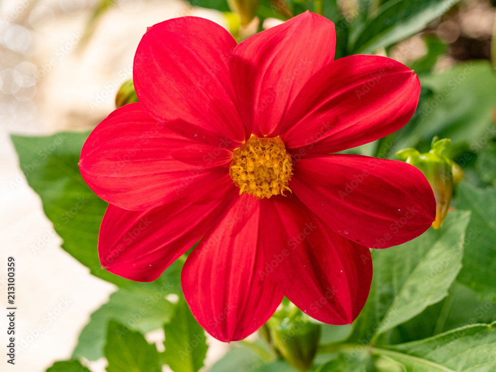 Flower of red simple spring dahlia blooming in the spring garden Flower of red simple spring dahlia blooming in the spring garden