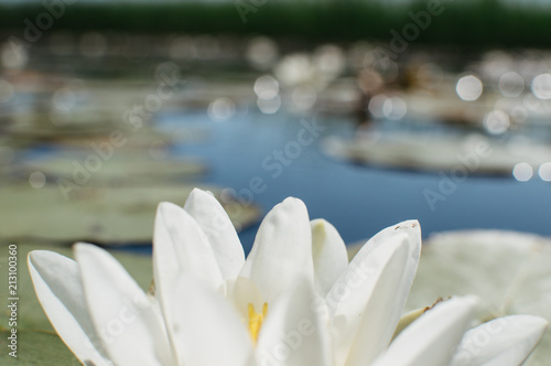 lake with water lilies