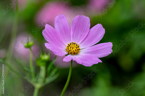 Pink summer cosmos flower - in Latin Cosmos Bipinnatus - at the summer meadow  selective focus at the Cosmos flower.