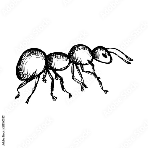 ant insect vector. Isolated on white background