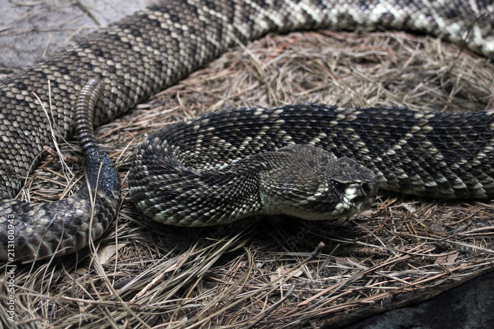 Rattlesnake on dry grass Rattlesnake on dry grass