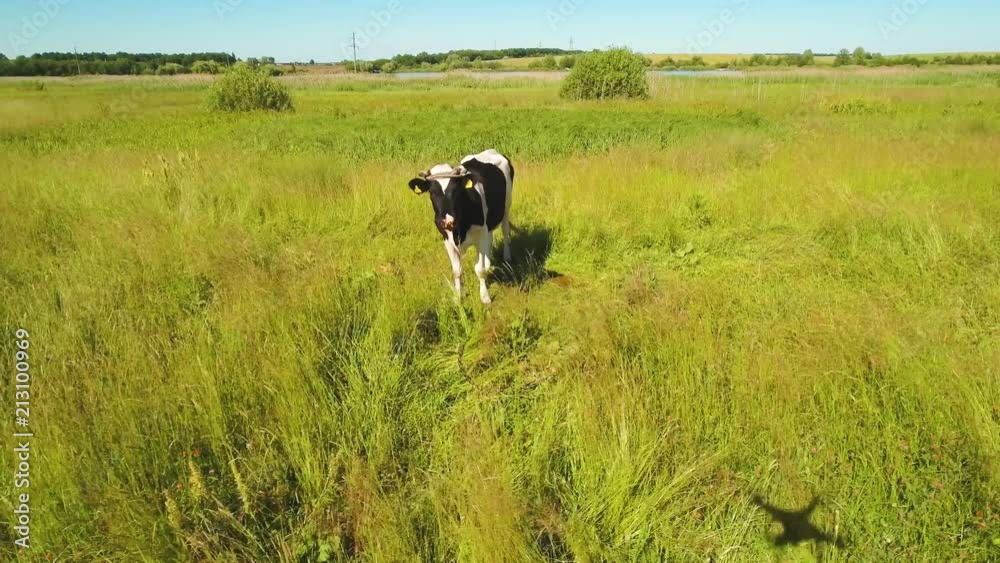 Black and white cow at the meadow looking at flying drone Black and white cow at the meadow looking at flying drone