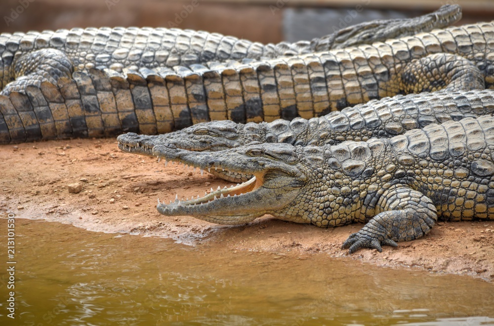 Nil crocodile Nil crocodile