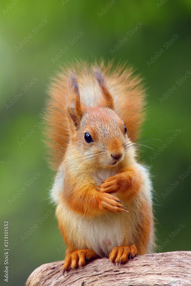 Fototapeta premium The red squirrel or Eurasian red sguirrel (Sciurus vulgaris) sitting in the scandinavian forest. Squirrel in a typical environment. Sqirrrel with nut.