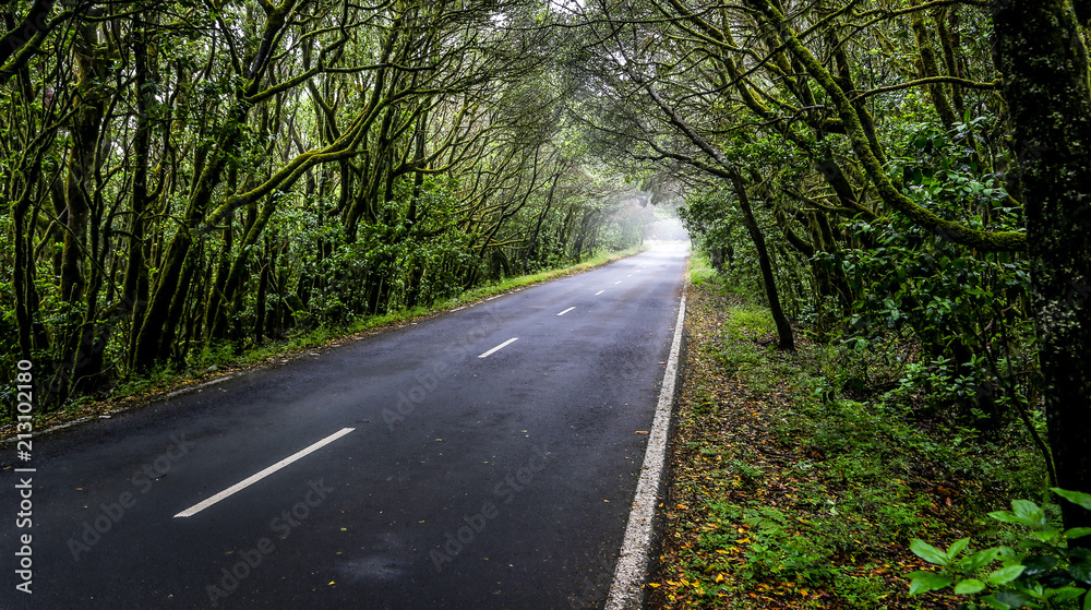 Road through the forest I