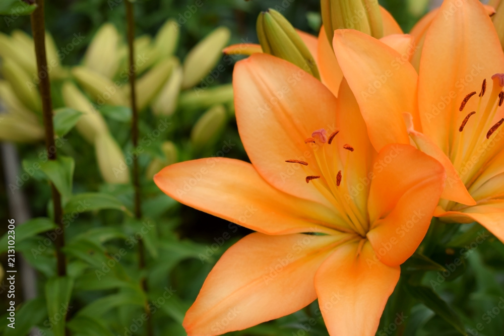 Close-up of an orange lily in the garden Close-up of an orange lily in the garden