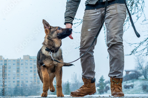 German shepherd puppy with owner at winter