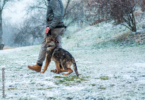 German shepherd puppy walked at winter