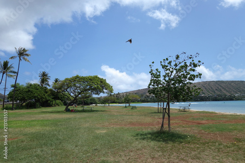 Pidgin flying in the air at Maunalua Bay Beach Park full of trees in Hawaii Kai photo