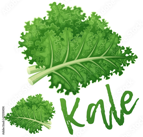 Kale vegetable icon. Cartoon vector illustration isolated on white background. Series of food and drink and ingredients for cooking