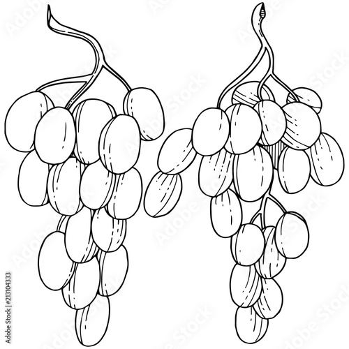 Grape healthy food in a vector style isolated. Full name of the fruit: grape. Vector wild fruit for background, texture, wrapper pattern or menu.