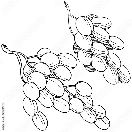 Grape healthy food in a vector style isolated. Full name of the fruit: grape. Vector wild fruit for background, texture, wrapper pattern or menu.