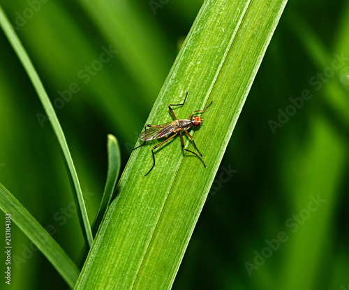 Insect on the grass close up/Thickets of grass. An insect with six paws sits on the grass. Nature, macro, close-up. Russia, Moscow region, Shatura