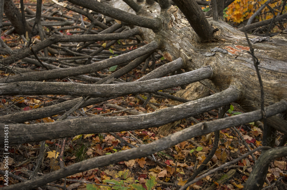 Fallen Tree Fallen Tree