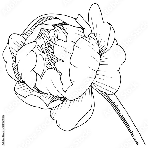 Wildflower peony in a vector style isolated. Full name of the plant: peony. Vector flower for background, texture, wrapper pattern, frame or border.