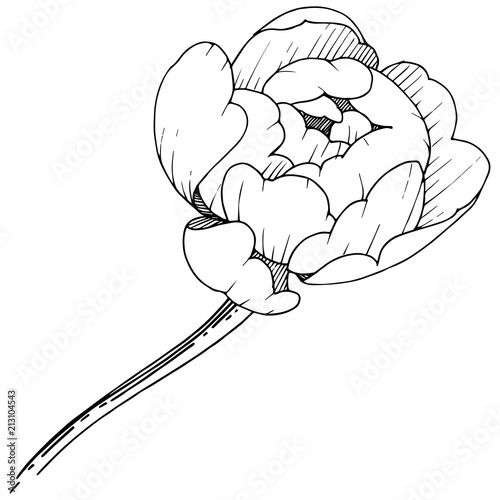 Wildflower peony in a vector style isolated. Full name of the plant: peony. Vector flower for background, texture, wrapper pattern, frame or border.
