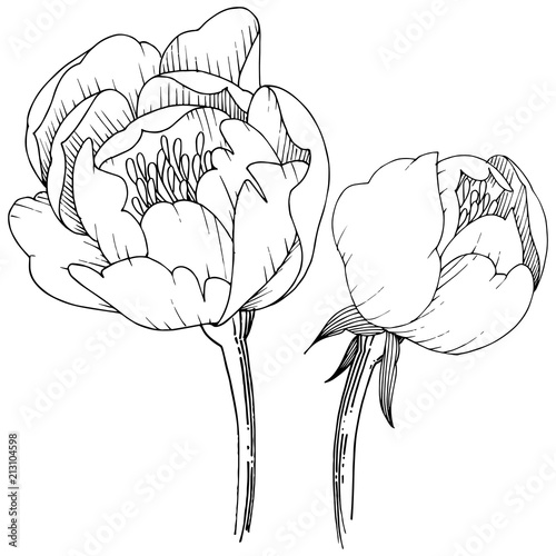 Wildflower peony in a vector style isolated. Full name of the plant: peony. Vector flower for background, texture, wrapper pattern, frame or border.