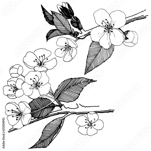 Apple flowers in a vector style isolated. Full name of the plant: apple flowers. Vector flower for background, texture, wrapper pattern, frame or border.