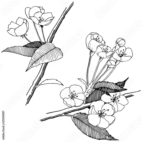 Apple flowers in a vector style isolated. Full name of the plant: apple flowers. Vector flower for background, texture, wrapper pattern, frame or border.